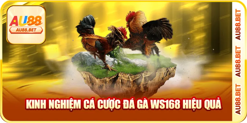 Kinh nghiệm cá cược đá gà WS168 hiệu quả